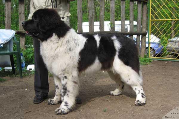 Фото: ньюфаундленд Daanich Shahmatny Oskar (Даанич Шахматный Оскар)