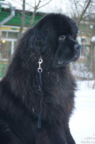 Фото: ньюфаундленд Sent Djons Redjinal'd Fildi Arvizu (Сент Джонс Реджинальд Филди Арвизу)