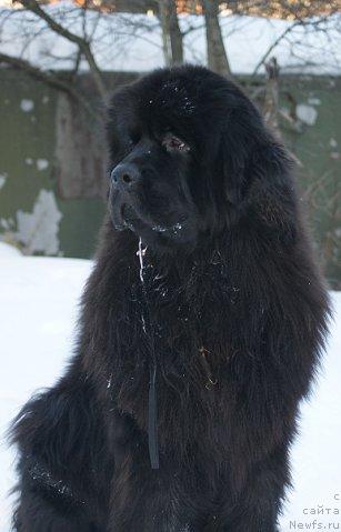 Фото: ньюфаундленд Sent Djons Redjinal'd Fildi Arvizu (Сент Джонс Реджинальд Филди Арвизу)