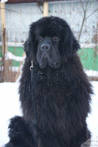 Фото: ньюфаундленд Sent Djons Redjinal'd Fildi Arvizu (Сент Джонс Реджинальд Филди Арвизу)