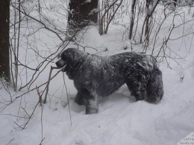 Фото: ньюфаундленд Akello-Lan'yu 