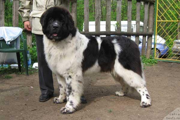 Фото: ньюфаундленд Daanich Shahmatny Oskar (Даанич Шахматный Оскар)