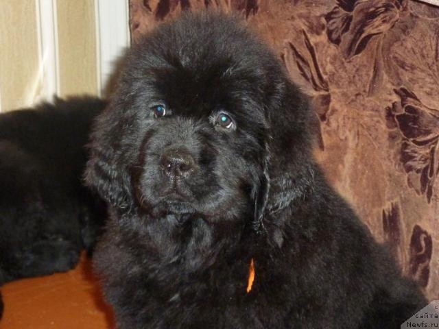 Фото: ньюфаундленд Apriori Arh B'yuti (Априори Арх Бьюти)