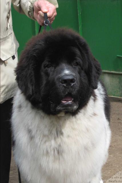 Фото: ньюфаундленд Daanich Shahmatny Oskar (Даанич Шахматный Оскар)