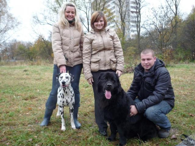 Фото: ньюфаундленд Akello-Lan'yu 