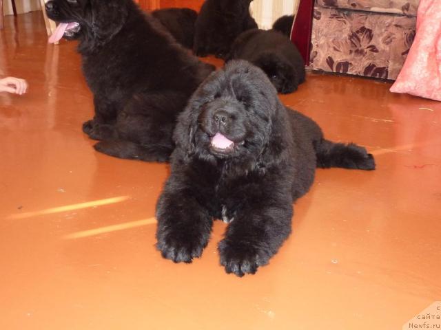 Фото: ньюфаундленд Ark Veles (Арк Велес)