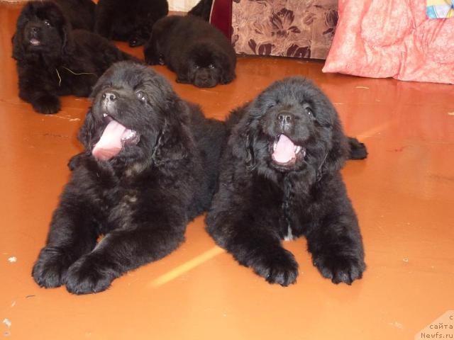 Фото: ньюфаундленд Al'tair Stayl (Альтаир Стайл), ньюфаундленд Ark Veles (Арк Велес)