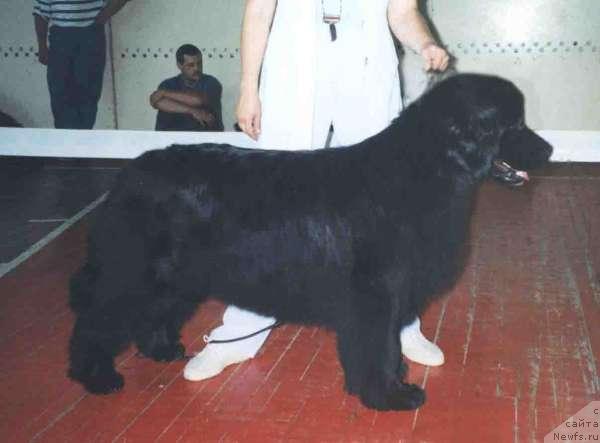 Фото: ньюфаундленд Nefertiti iz Medvejyego Yara (Нефертити из Медвежьего Яра)