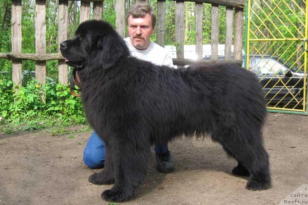 Фото: ньюфаундленд Cannon Space Odevin (Кэннон Спейс Одевин)