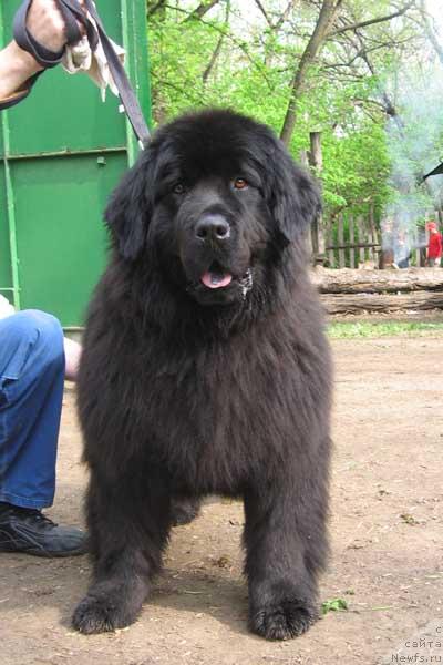 Фото: ньюфаундленд Cannon Space Odevin (Кэннон Спейс Одевин)