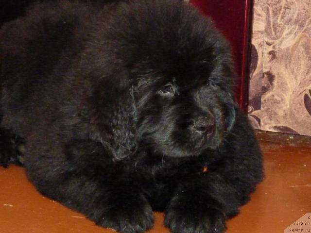 Фото: ньюфаундленд Apriori Arh B'yuti (Априори Арх Бьюти)