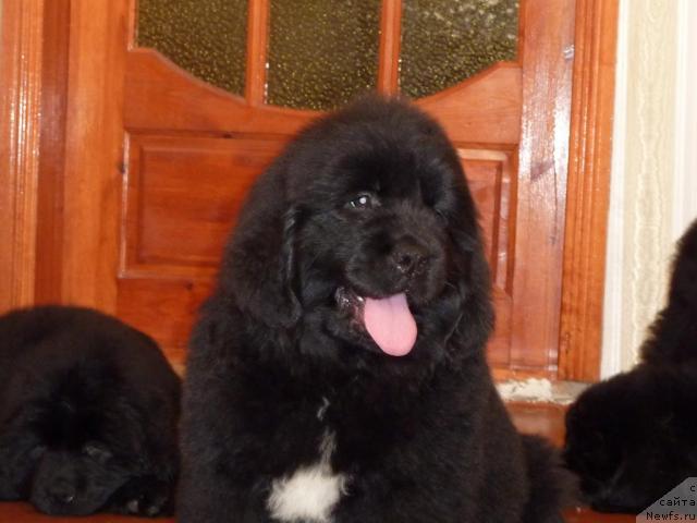 Фото: ньюфаундленд Ark Veles (Арк Велес)