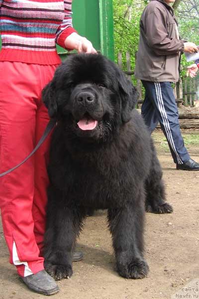 Фото: ньюфаундленд Jduschiy Solnca s Berega Dona (Ждущий Солнца с Берега Дона)