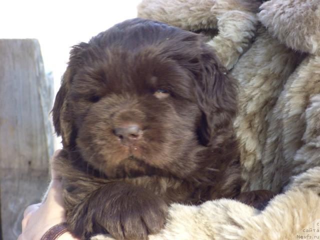 Фото: ньюфаундленд Barhatka Roskoshnaya (Бархатка Роскошная)