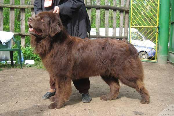 Фото: ньюфаундленд YUdjin s Berega Dona (Юджин с Берега Дона)