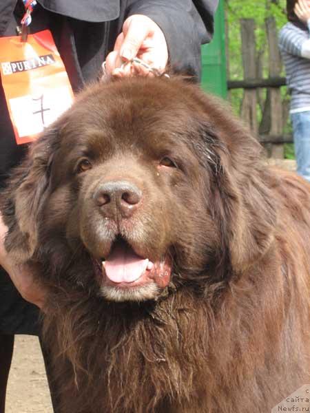 Фото: ньюфаундленд YUdjin s Berega Dona (Юджин с Берега Дона)