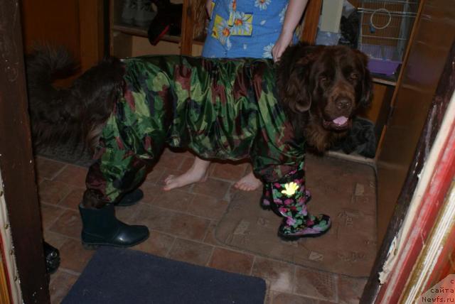 Фото: ньюфаундленд Garmoniya (Гармония)