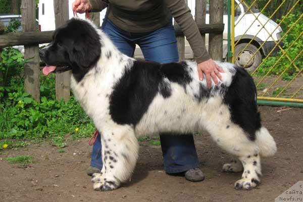 Фото: ньюфаундленд Plushevaya Panda Deniza Dlja  Berega Dona (Плюшевая Панда Дениза для Берега Дона)