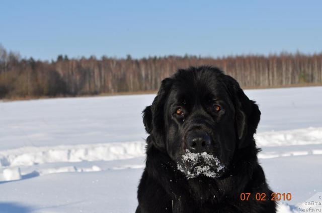 Фото: ньюфаундленд Klassika SHik (Классика Шик)