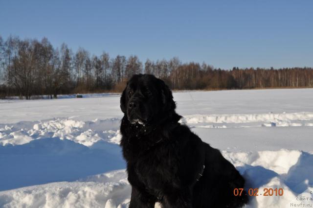 Фото: ньюфаундленд Klassika SHik (Классика Шик)
