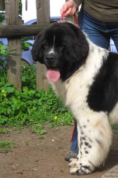 Фото: ньюфаундленд Plushevaya Panda Deniza Dlja  Berega Dona (Плюшевая Панда Дениза для Берега Дона)