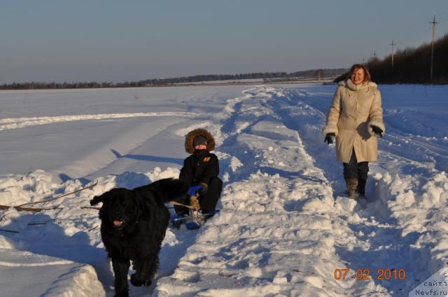 Фото: ньюфаундленд Klassika SHik (Классика Шик)