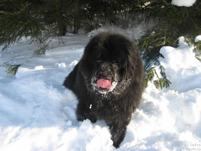Фото: ньюфаундленд N'yufort Lunnyiy Barhat (Ньюфорт Лунный Бархат)