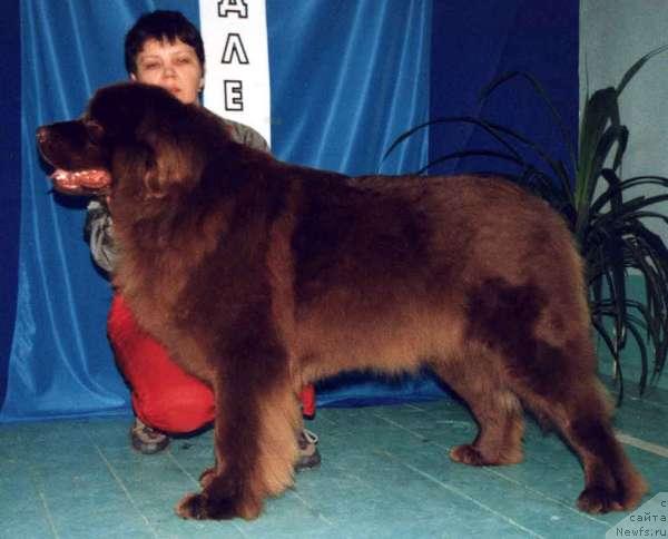 Фото: ньюфаундленд Bina (Бина)