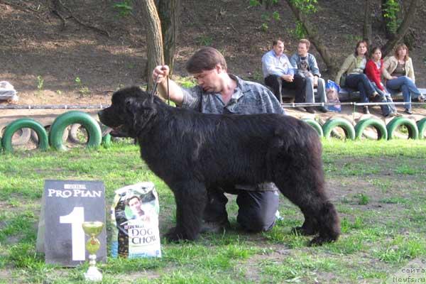 Фото: ньюфаундленд Zhivaya Izgorod s Berega Dona (Живая Изгородь с Берега Дона)