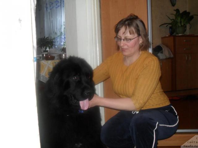 Фото: ньюфаундленд Londonskiy Dendi (Лондонский Денди)