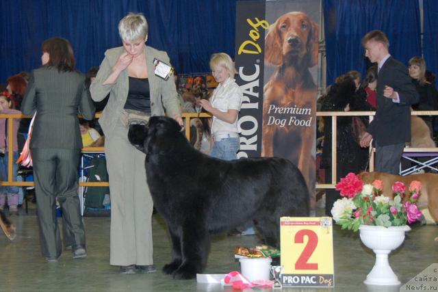 Фото: ньюфаундленд Giacomo vom Darius Land, Nina Bazulina (Нина Базулина)