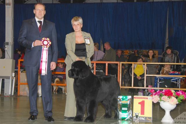 Фото: ньюфаундленд Giacomo vom Darius Land, Nina Bazulina (Нина Базулина)