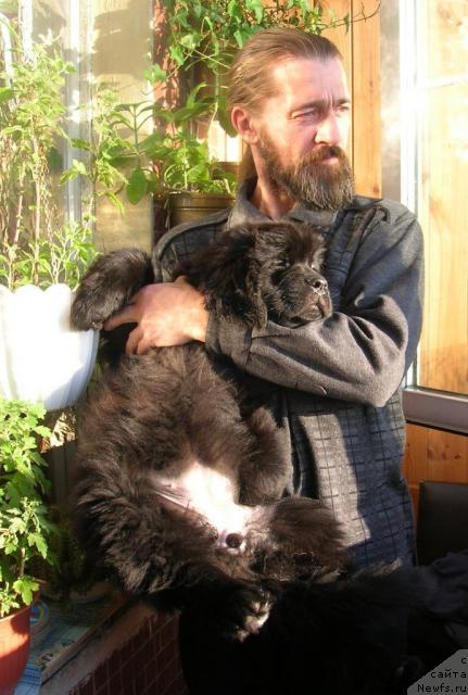 Фото: ньюфаундленд Aquatoriya Kelvin Kadril (Акватория Келвин Кадриль), Aleksandr Jakov (Александр Жаков)