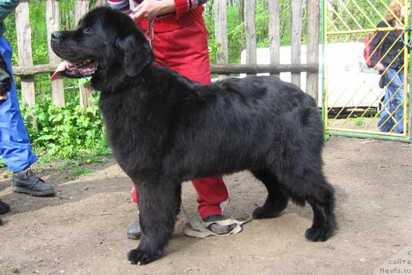 Фото: ньюфаундленд Baryinya s Berega Dona (Барыня с Берега Дона)