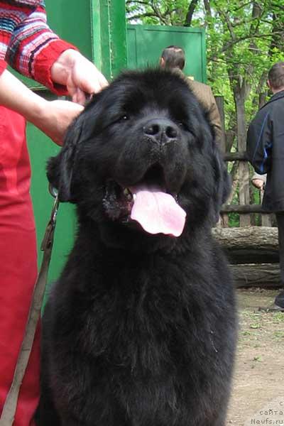Фото: ньюфаундленд Baryinya s Berega Dona (Барыня с Берега Дона)