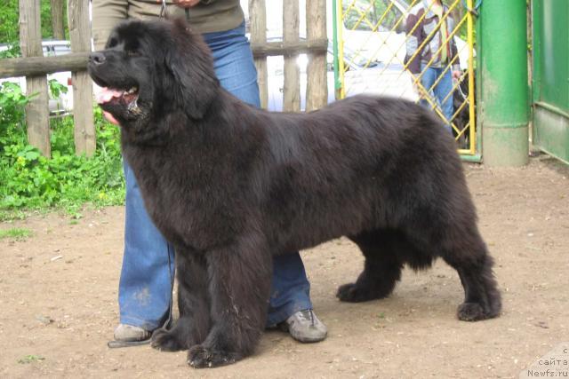 Фото: ньюфаундленд Zhemchuzhina Rostova s Berega Dona (Жемчужина Ростова с Берега Дона)