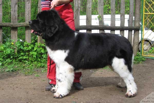 Фото: ньюфаундленд Ulm de la Terre aux Loups