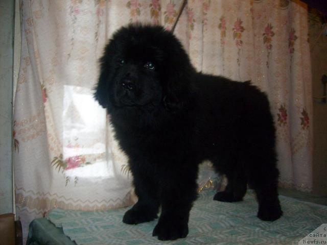 Фото: ньюфаундленд Aquatoriya Kelvin Kilimandzharo (Акватория Келвин Килиманджаро)