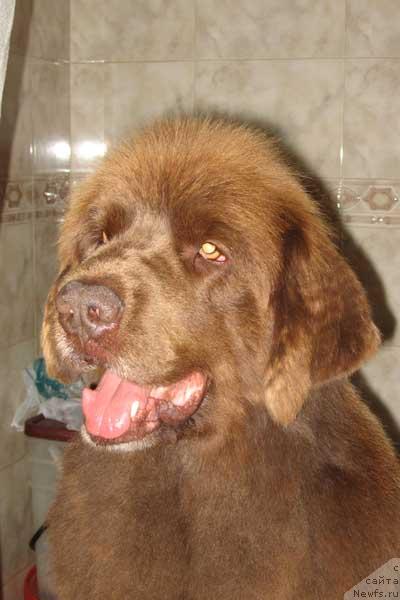 Фото: ньюфаундленд YUmba s Berega Dona (Юмба с Берега Дона)