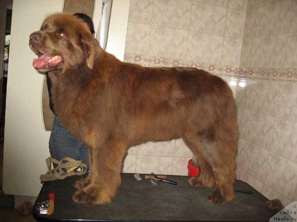 Фото: ньюфаундленд YUmba s Berega Dona (Юмба с Берега Дона)