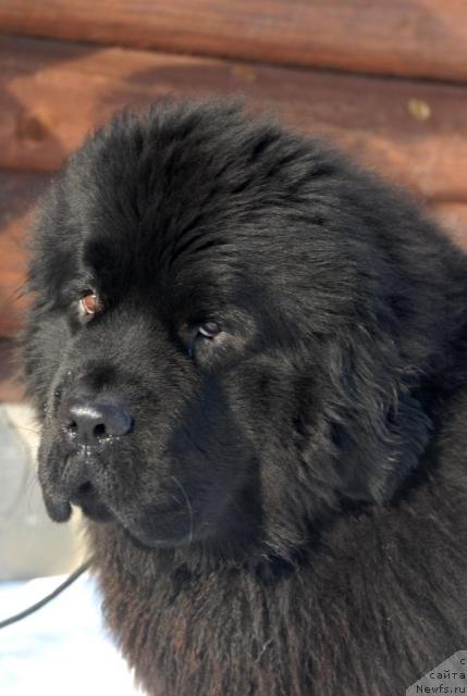 Фото: ньюфаундленд Beginning With Glory iz Volotova