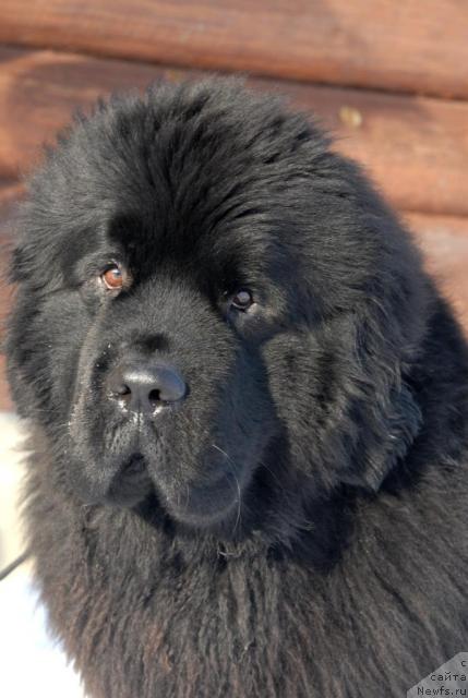 Фото: ньюфаундленд Beginning With Glory iz Volotova