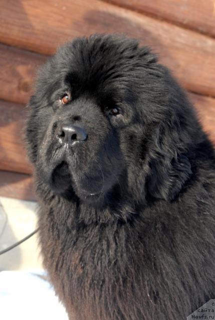 Фото: ньюфаундленд Beginning With Glory iz Volotova