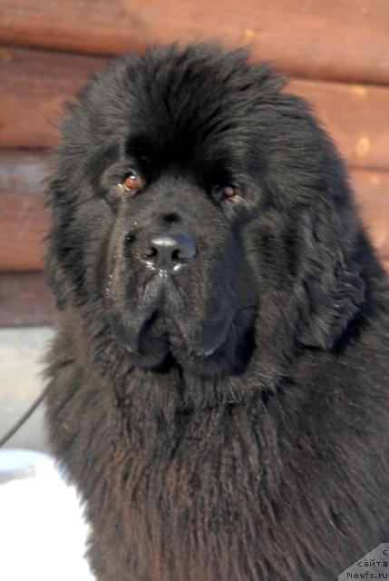 Фото: ньюфаундленд Beginning With Glory iz Volotova