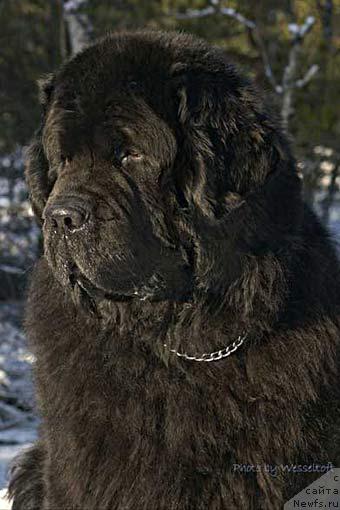 Фото: ньюфаундленд Bjornebandens Icebreaker