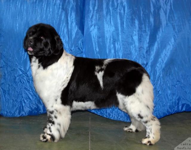 Фотография № 37919