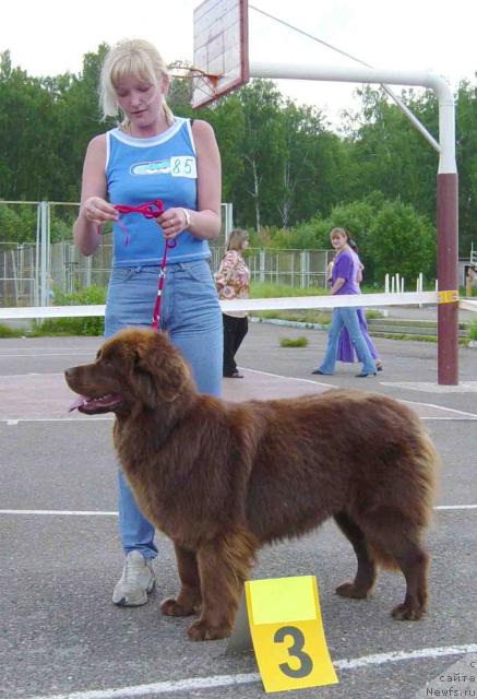 Фото: ньюфаундленд Assol' ot Sibirskogo Medvedya (Ассоль от Сибирского Медведя)