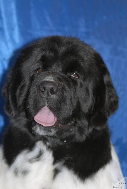 Фото: ньюфаундленд Deshabillez Moi de L'Iliade et L'Odyssee