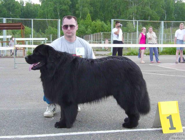 Фото: ньюфаундленд Viking iz Tihogo Omuta (Викинг из Тихого Омута)