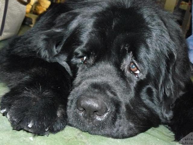 Фото: ньюфаундленд Pchiolkin Dom Veniamin (Пчёлкин Дом Вениамин)